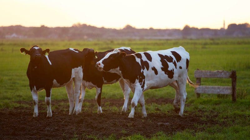 The Best Animal Milks - Alternatives To Cow's Milk