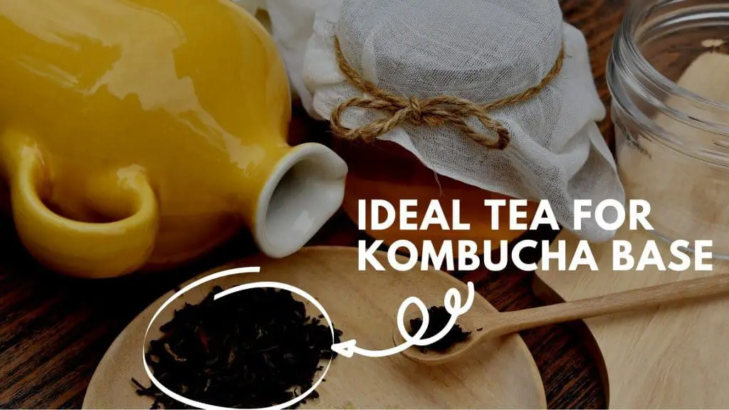 The Best Tea To Make Kombucha