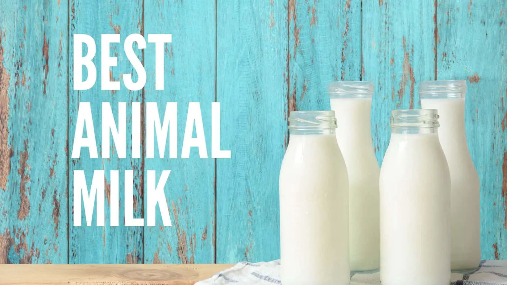 The Best Animal Milks - Alternatives To Cow's Milk