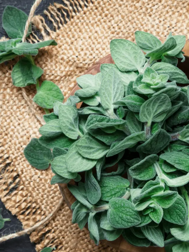 7 ScienceBacked Health Benefits of Oregano Tea